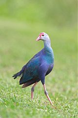 Gray-headed Swamphen